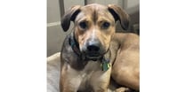 Lenny (TX) - Photo 1