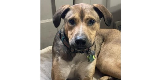 LENNY (TX) - Boxer available for adoption