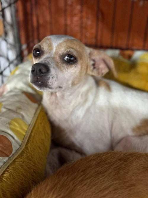 TWIG (AL) - Chihuahua available for adoption