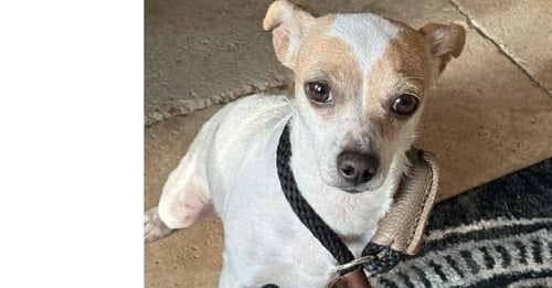 TWIG (AL) - Chihuahua available for adoption