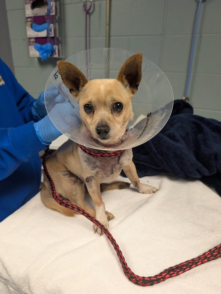 MILO (SC) - Chihuahua available for adoption
