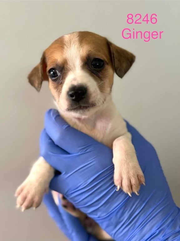 Ginger (AL) Image