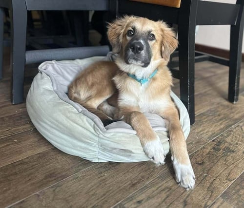 DORY (AL) - Anatolian Shepherd / Great Pyrenees available for adoption