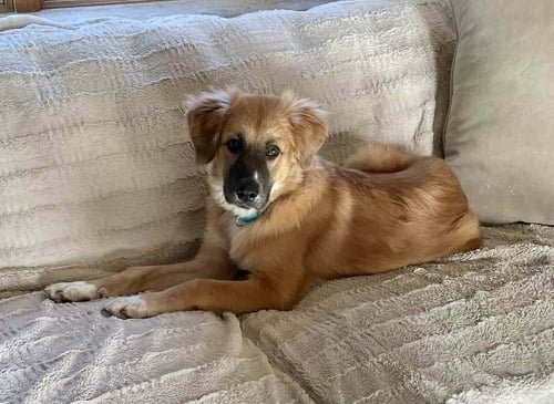 DORY (AL) - Anatolian Shepherd / Great Pyrenees available for adoption