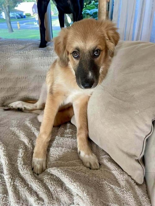 DORY (AL) - Anatolian Shepherd / Great Pyrenees available for adoption