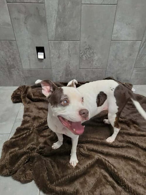 MARGE (TX) - Boxer available for adoption