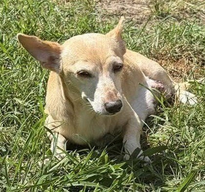 CECE (AL) - Chihuahua available for adoption