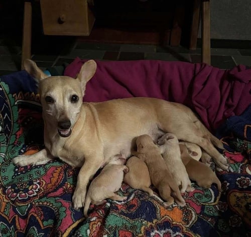 CHICHI (AL) - Chihuahua available for adoption