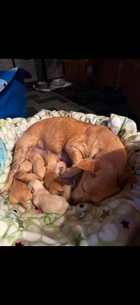CHICHI (AL) - Chihuahua available for adoption