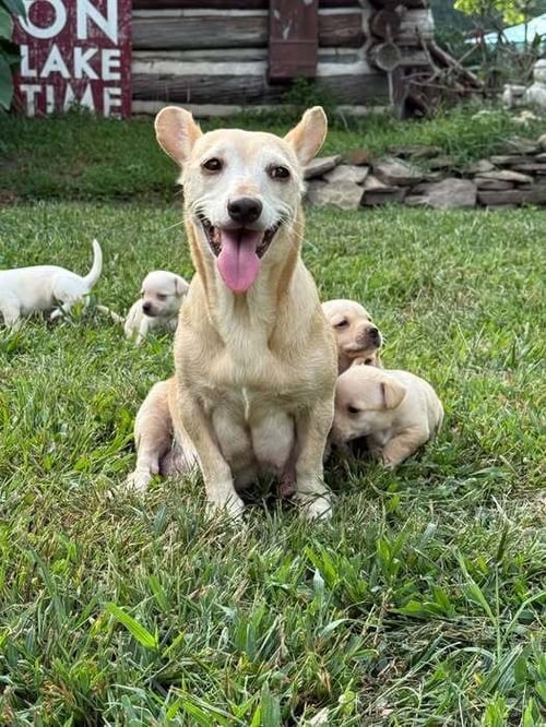 CECE (AL) - Chihuahua available for adoption