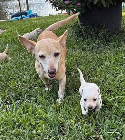 CECE (AL) - Chihuahua available for adoption