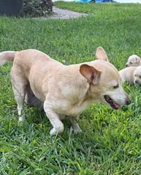 CeCe (AL) - Photo 4