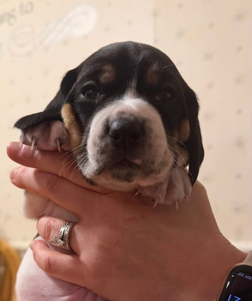 STITCH (AL) - Beagle for adoption in New York