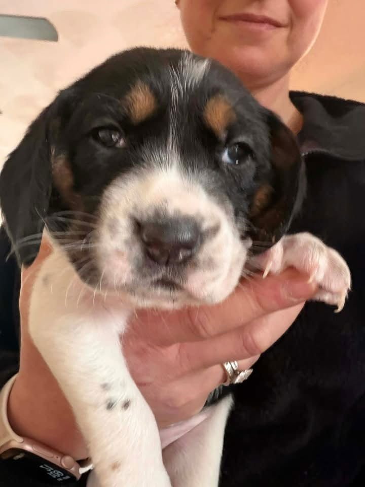 Stitch (AL) - Photo 2