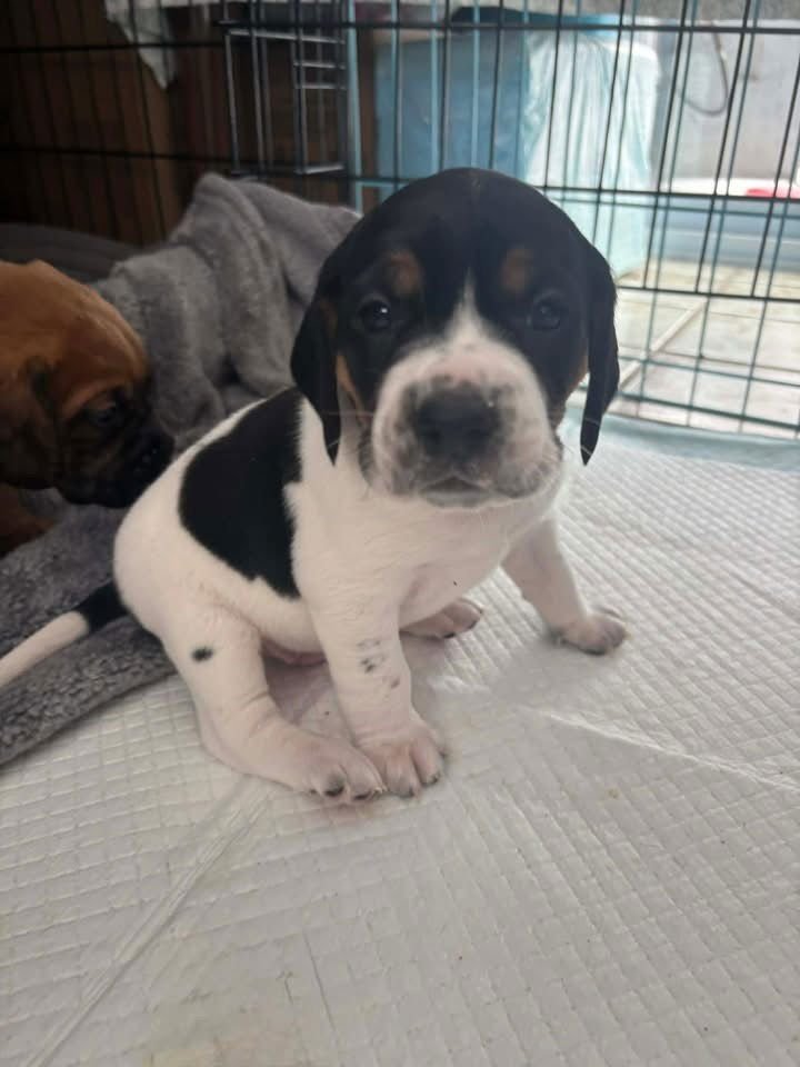 Stitch (AL) - Photo 3