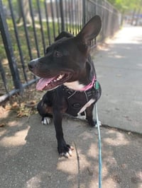 Savannah - Photo 4