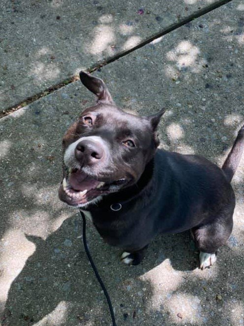 SAVANNAH - Pit Bull Terrier available for adoption
