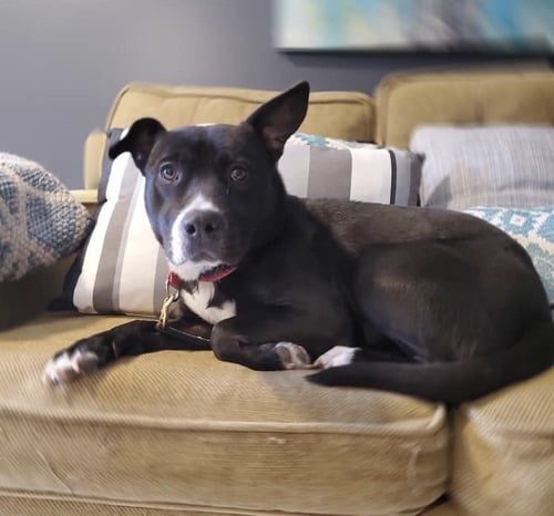SAVANNAH - Pit Bull Terrier available for adoption