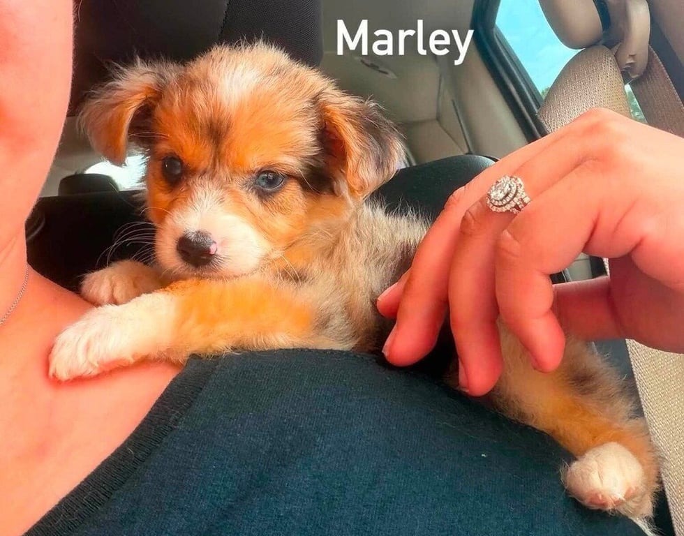 Marley (AL) Image