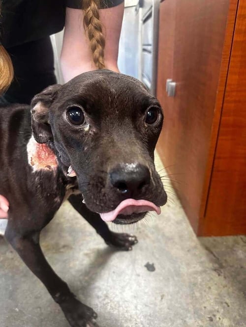 BUNNY (AL) - Pit Bull Terrier available for adoption