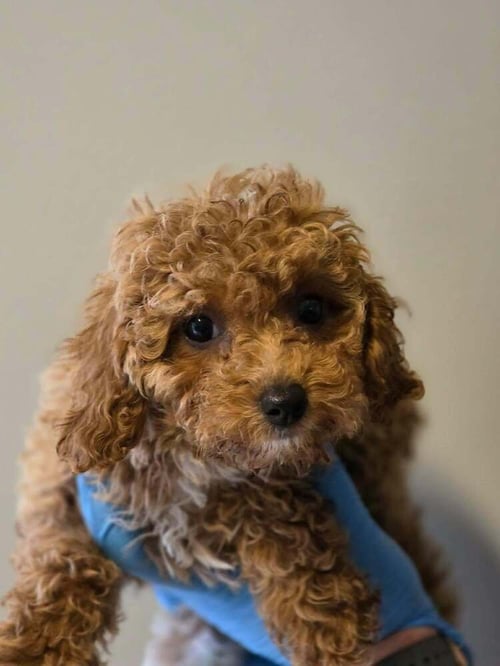 LUCY (AL) - Cavalier King Charles Spaniel available for adoption