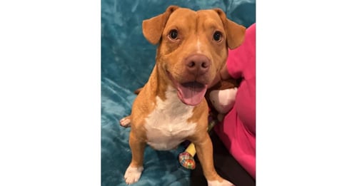 ASPEN (AL) - Basset Hound available for adoption