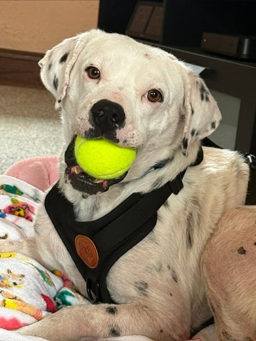 LILLIAN (GA) - Labrador Retriever available for adoption