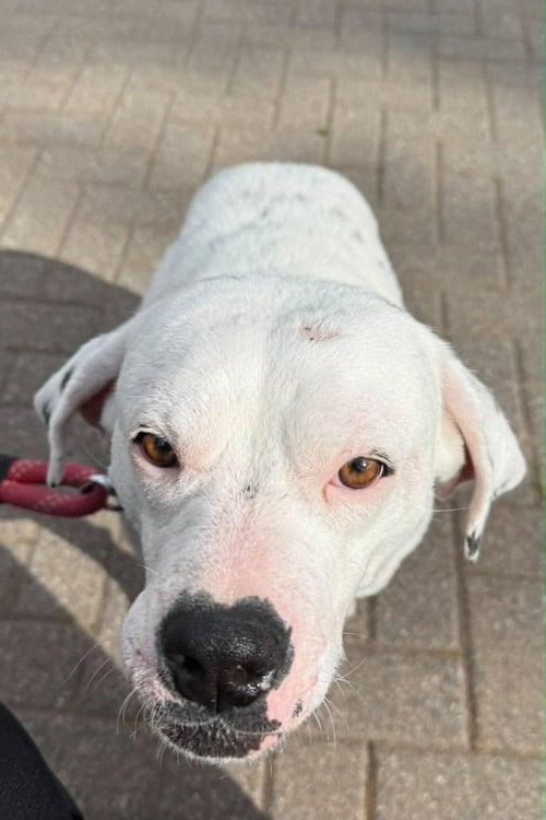 LILLIAN (GA) - Labrador Retriever available for adoption