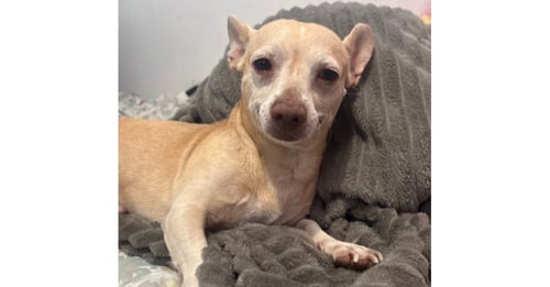 OLIVER (TX) - Chihuahua available for adoption
