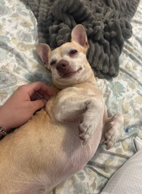 OLIVER (TX) - Chihuahua available for adoption