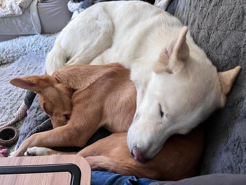 ZEUS 2 (TX) - Husky available for adoption