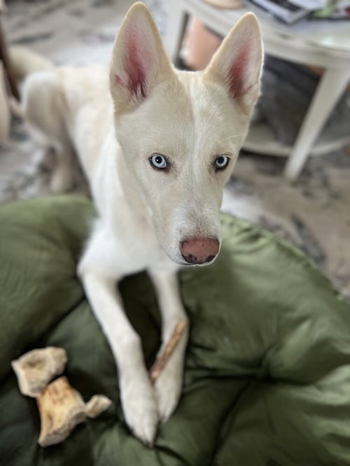 ZEUS 2 (TX) - Husky available for adoption