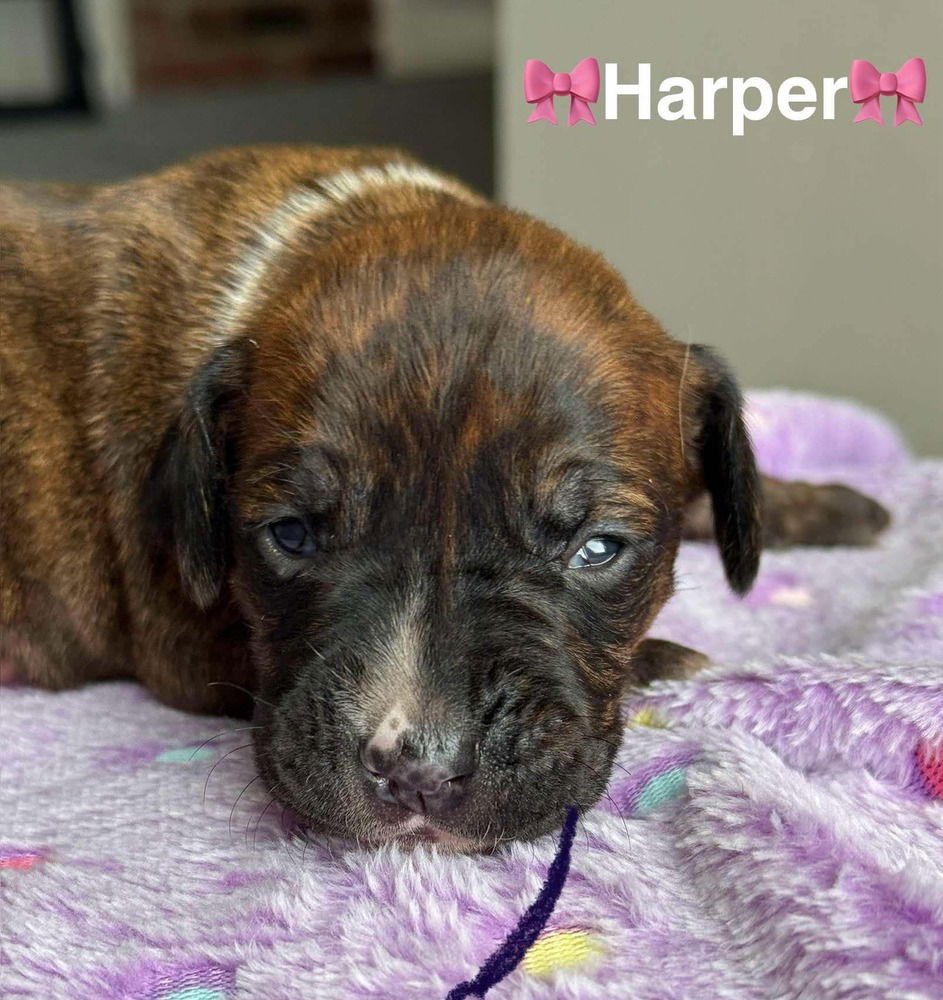 HARPER (AL) - Labrador Retriever / Boxer available for adoption