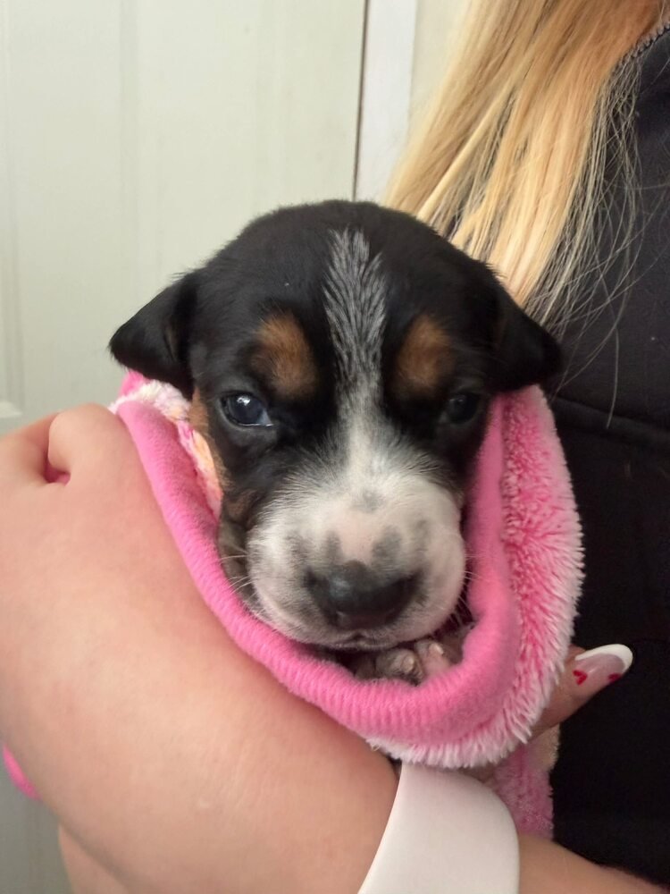 JASMINE (AL) - Beagle for adoption in New York