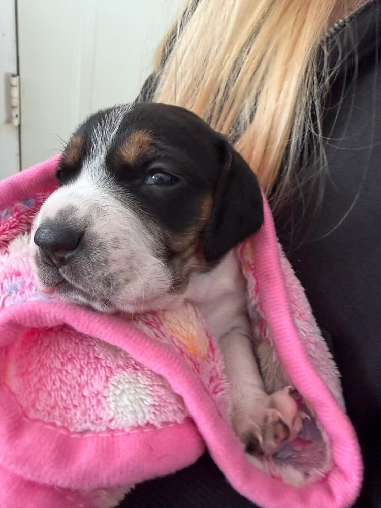 Jasmine (AL) - Photo 2