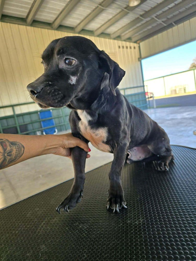 MAX TX - Chihuahua available for adoption