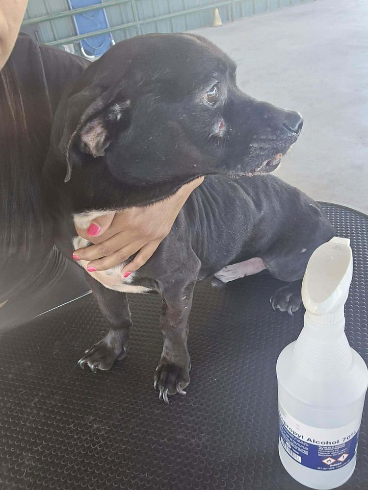 MAX TX - Chihuahua available for adoption