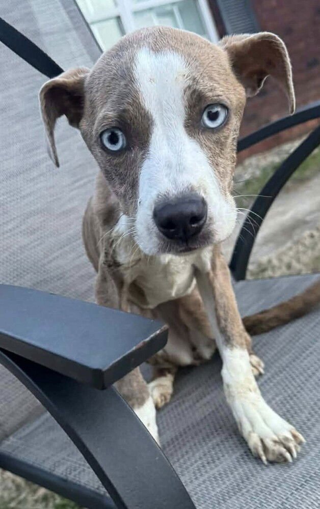 ZOEY (NC) - Pit Bull Terrier for adoption in New York