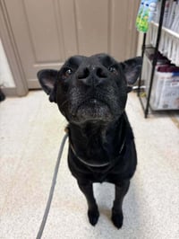 Milo (AL) - Photo 4