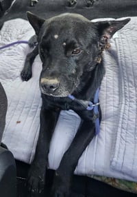 Milo (AL) - Photo 3