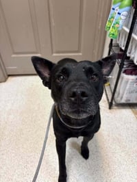 Milo (AL) - Photo 1