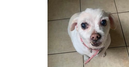 MABEL (TX) - Terrier for adoption in New York
