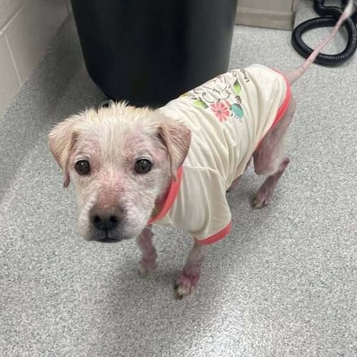 RYE (SC) - Terrier available for adoption