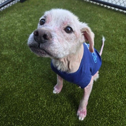 RYE (SC) - Terrier available for adoption