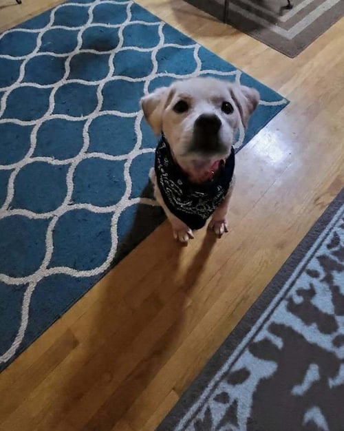 RYE (SC) - Terrier available for adoption