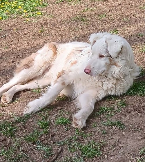 RILEY (TN) - Australian Shepherd available for adoption