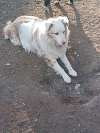 Riley (TN) - Photo 3