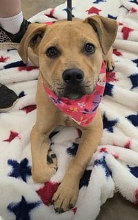 Roscoe (AL) - Photo 1