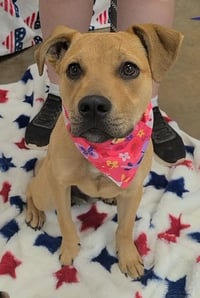 Roscoe (AL) - Photo 2