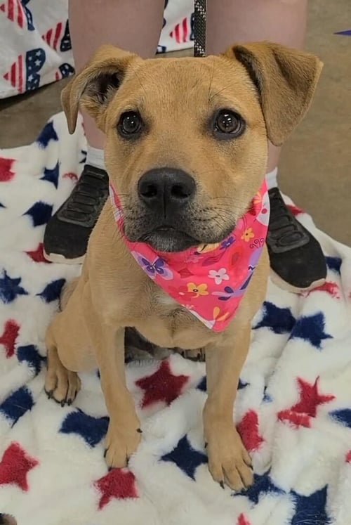 ROSCOE (AL) - Terrier available for adoption